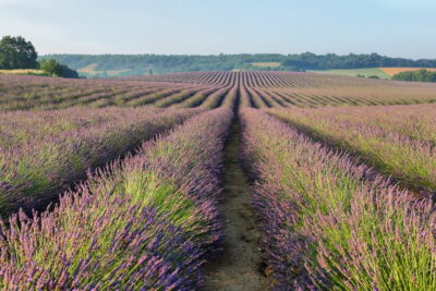 Lavender field in Puimoisson, Provence, France