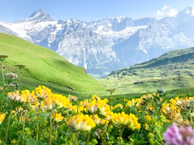 Yellow wild flowers blooming in the Swiss Alps